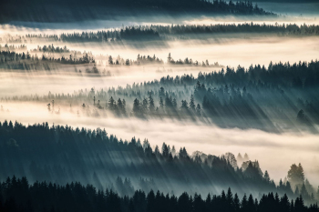 waldwogen-nebel-2010250707