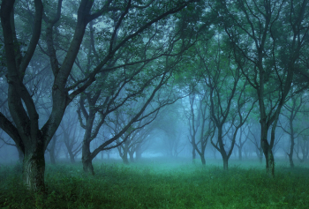 walnussbaeume-nebel-1307250522