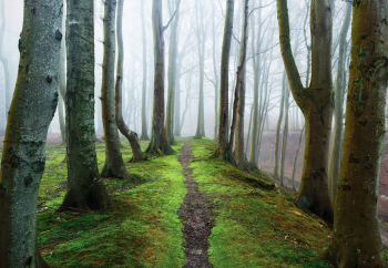 wander-weg-pfad-steig-moos-1703281147