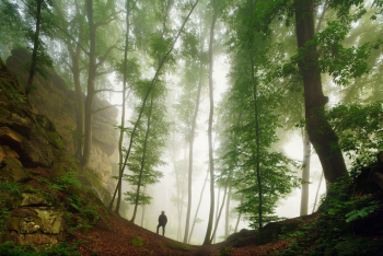 wanderer-im-wald-baeume-1606260632