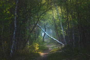 weg-pfad-steig-moor-1904180648