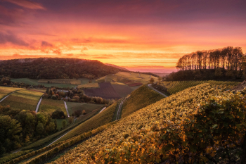 weinberge-wein-herbst-sonne-2010261707