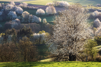wild-kirschen-bluete-deutschland-1904120650