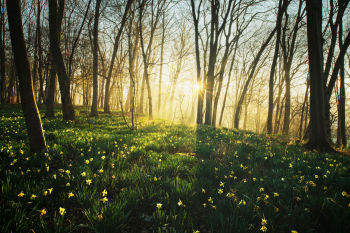 wilde-narzissen-osterglocken-fruehling-1903290659