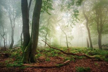 wilder-wald-herbst-2009220706
