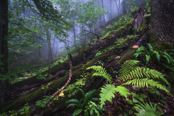 wilder-wald-schwaebische-alb-totholz-2208280738