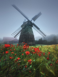 windmuehle-fruehling-blumen-2006190621