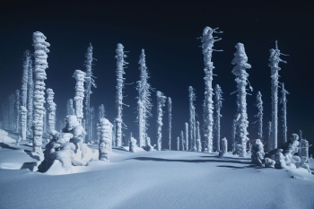 winter-borkenkaefer-wald-bayern-1901181858