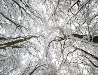 winter-laubwald-baumkronen-2101091552