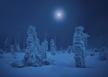 winter-schnee-baeume-mond-1901181804