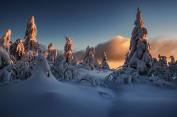 winter-wald-baeume-schnee-verschneit-2101151637