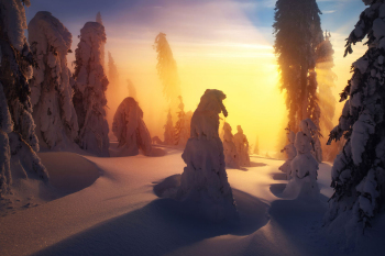 winter-wald-sonnenuntergang-sonnenaufgang-1901201728