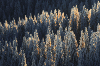 winterwald-baeume-schwarzwald-2101110838
