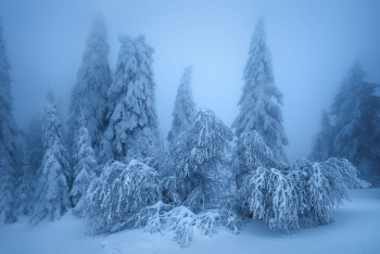 winterwald-bayern-baeume-1301290342