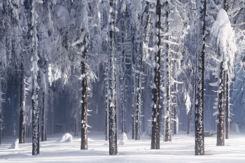 winterwald-schnee-1901221315
