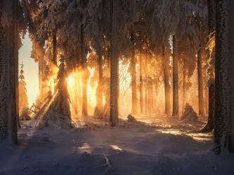 winterwald-schnee-bayern-1912290856