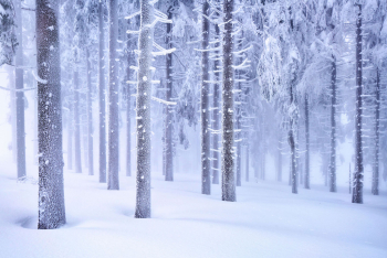 winterwald-schnee-raureif-bayern-1502160157