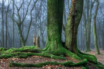 wurzeln-baum-moos-1904080714