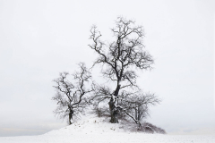 grabhuegel-baeume-eichen-winter-1502031626