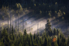 nationalpark-bayerischer-wald-lusen-nebel-2210070804