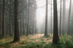 oberpfalz-bayern-wald-fichten-2108290727