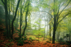 Herbst - Oberpfälzer Wald - Bayern