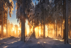 wald-winter-sonnenaufgang-1912290855