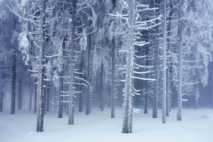winterwald-nadelbaeume-1502160153