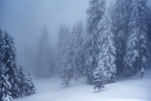 02 Wald Nebel Winter