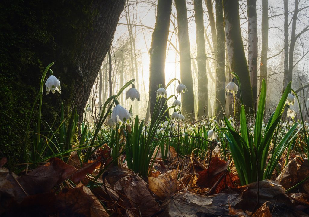 Märzenbecher Frühlingsewald Frühjahr Frühlingsknotenblume