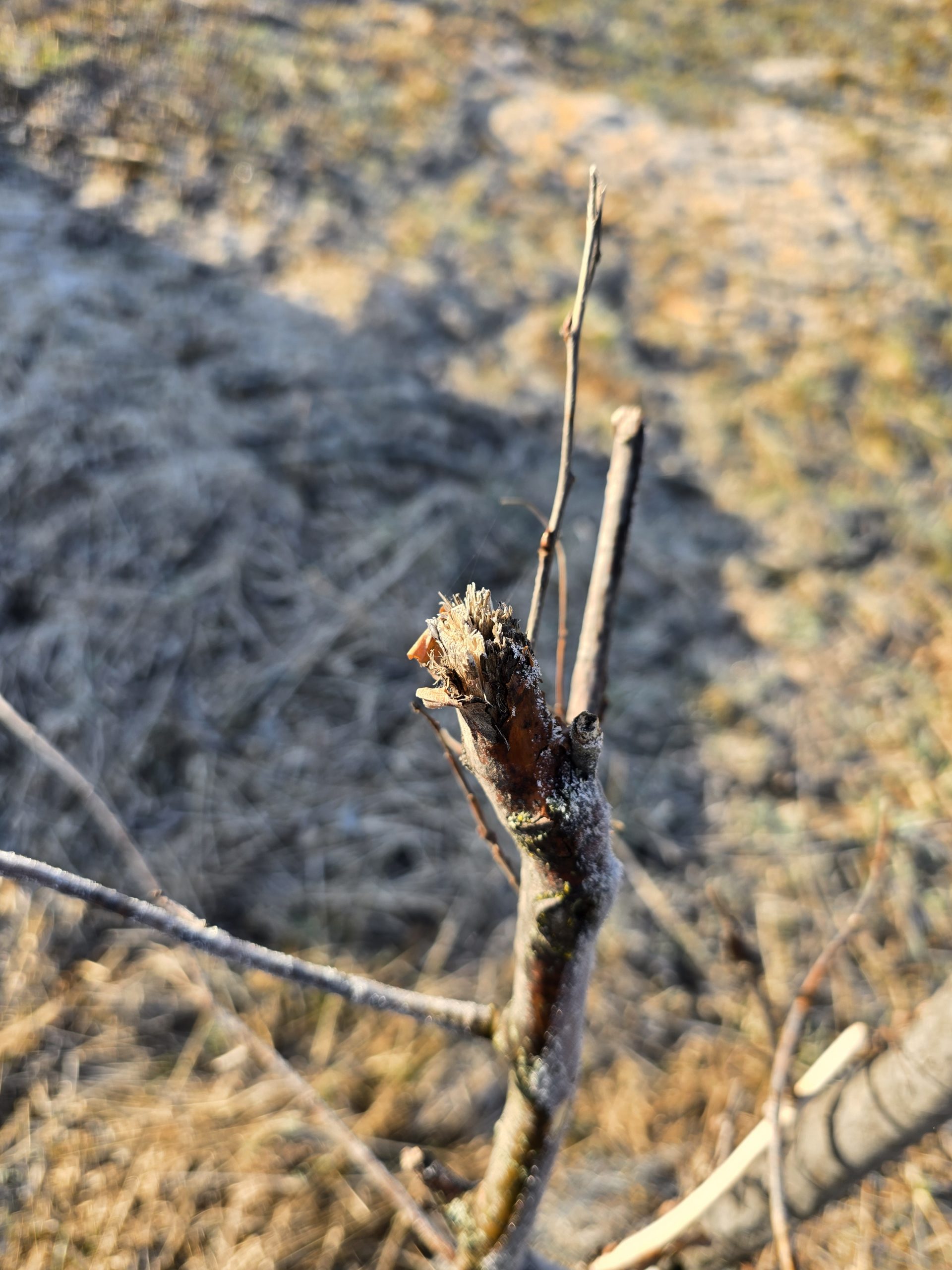 20260320 081108 20260320 081108