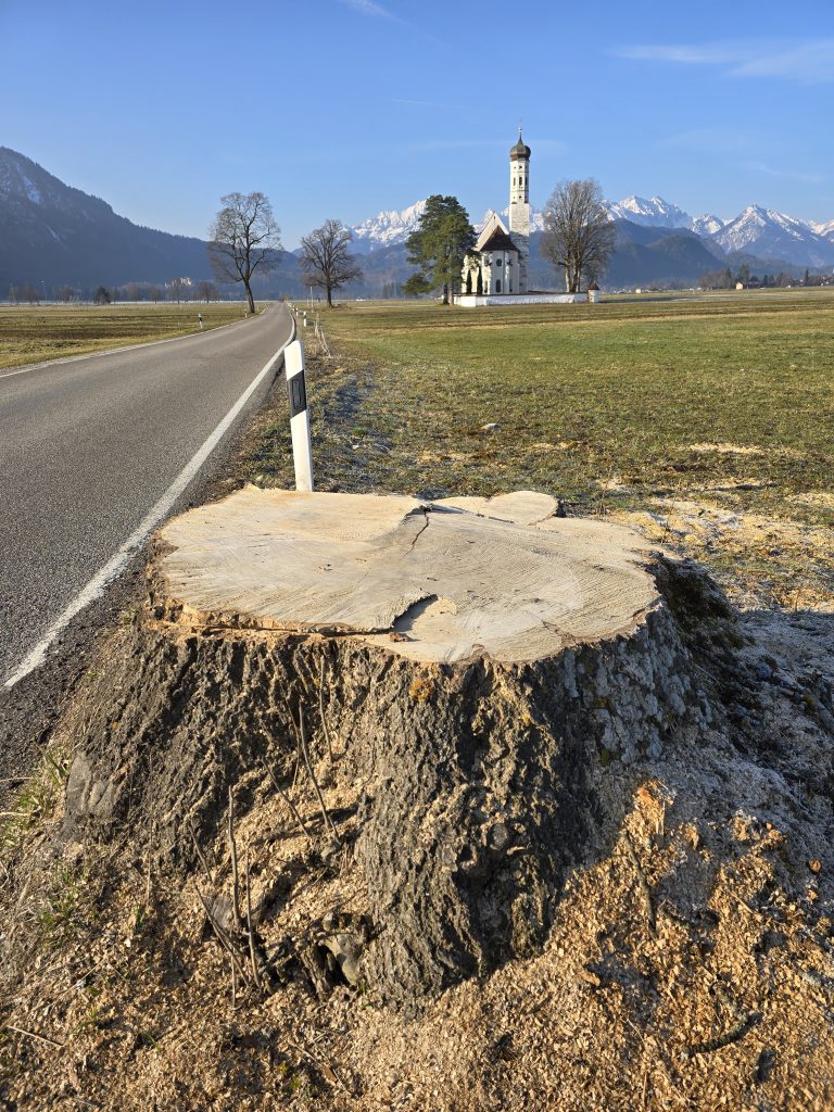 St Coloman Baum gefällt umgesägt St Coloman Baum gefällt umgesägt