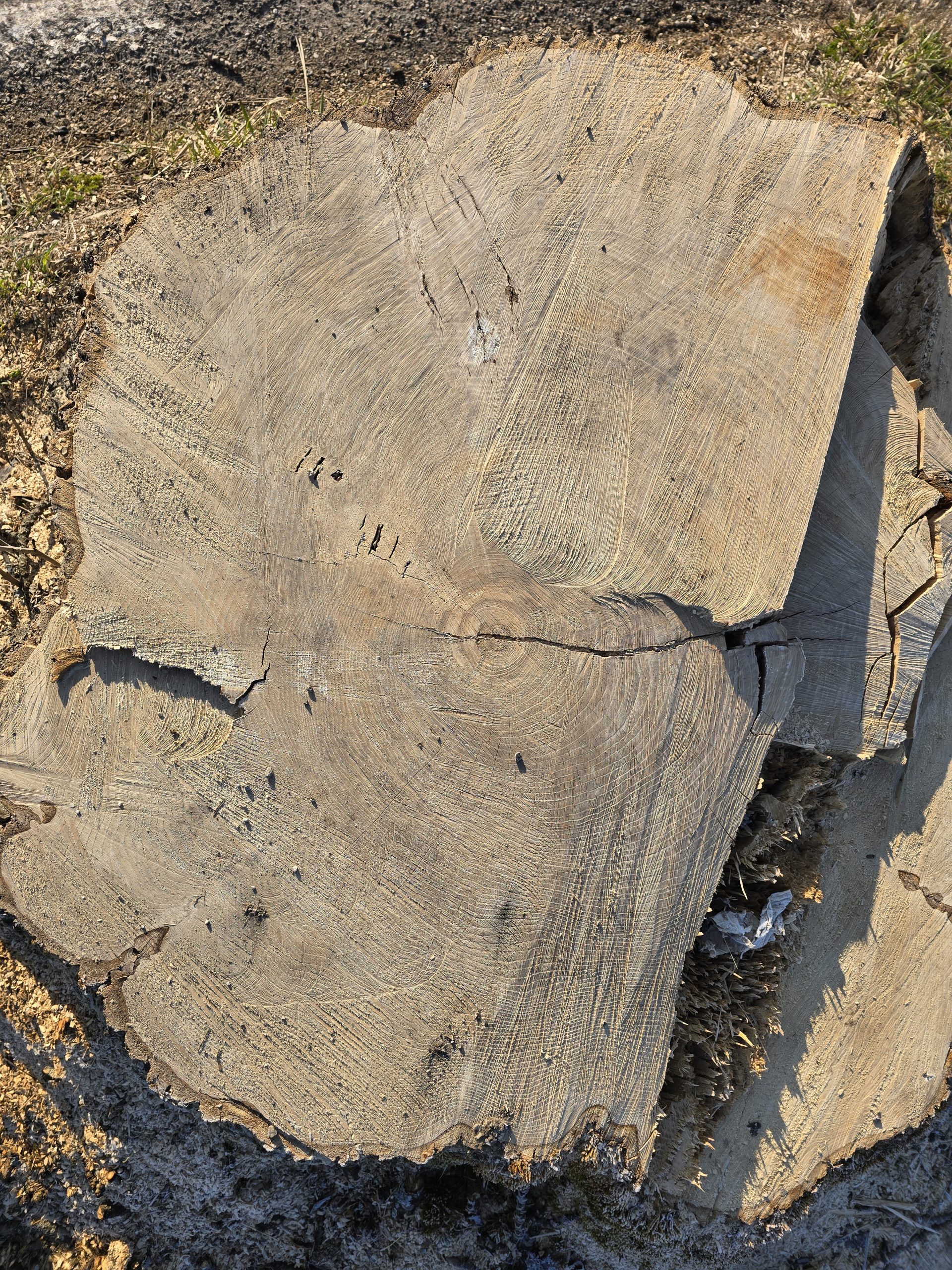 St Coloman Baum gefällt umgesägt St Coloman Baum gefällt umgesägt