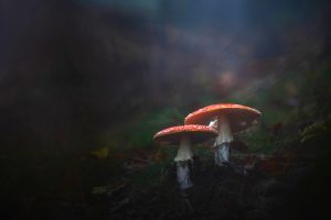 Bayerischer Wald Pilze Schwammerl (1)