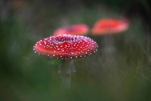 Bayerischer Wald Pilze Schwammerl (2)