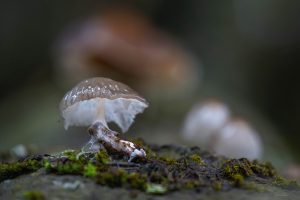 Bayerischer Wald Pilze Schwammerl (3)