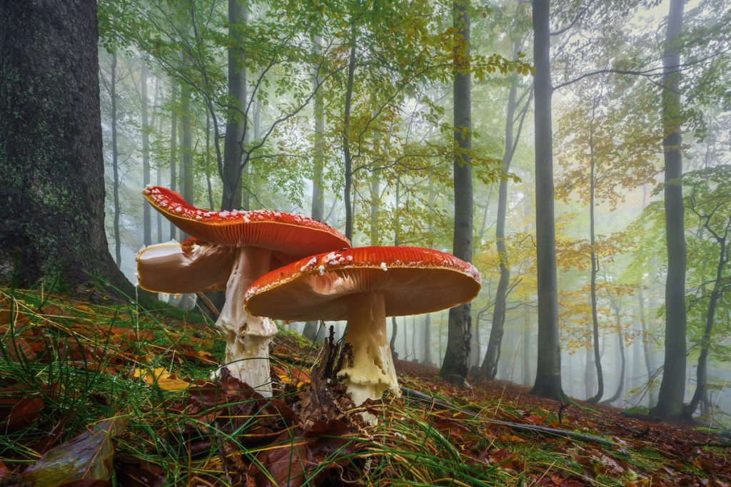 Bayerischer Wald Pilze Schwammerl (4)