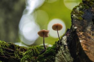 Bayerischer Wald Pilze Schwammerl (6)