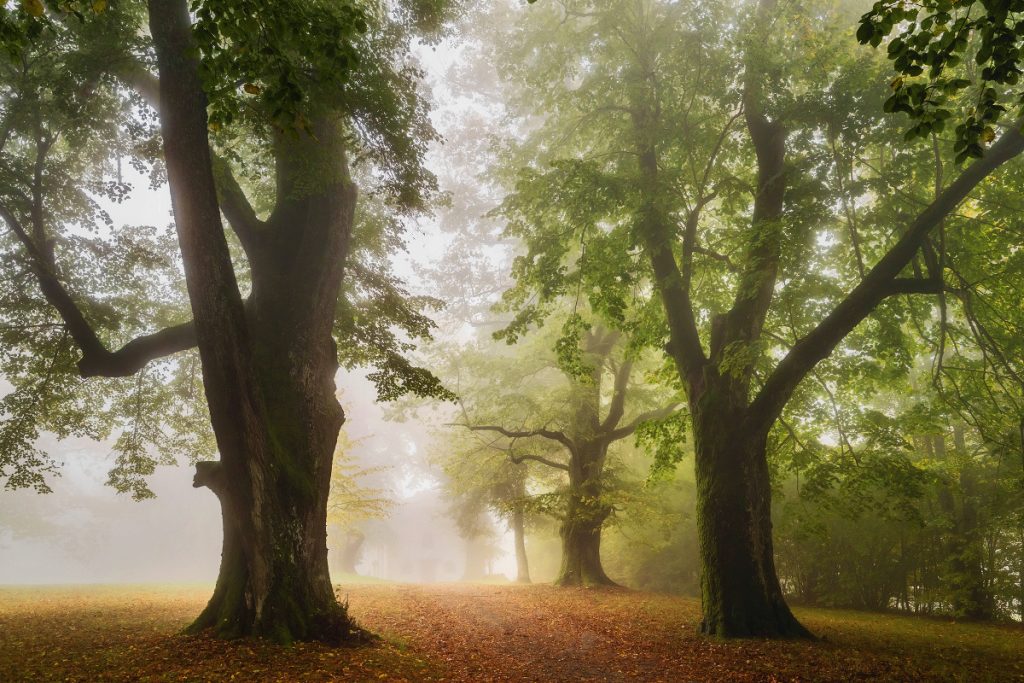 Bayerischer Wald alte Bäume