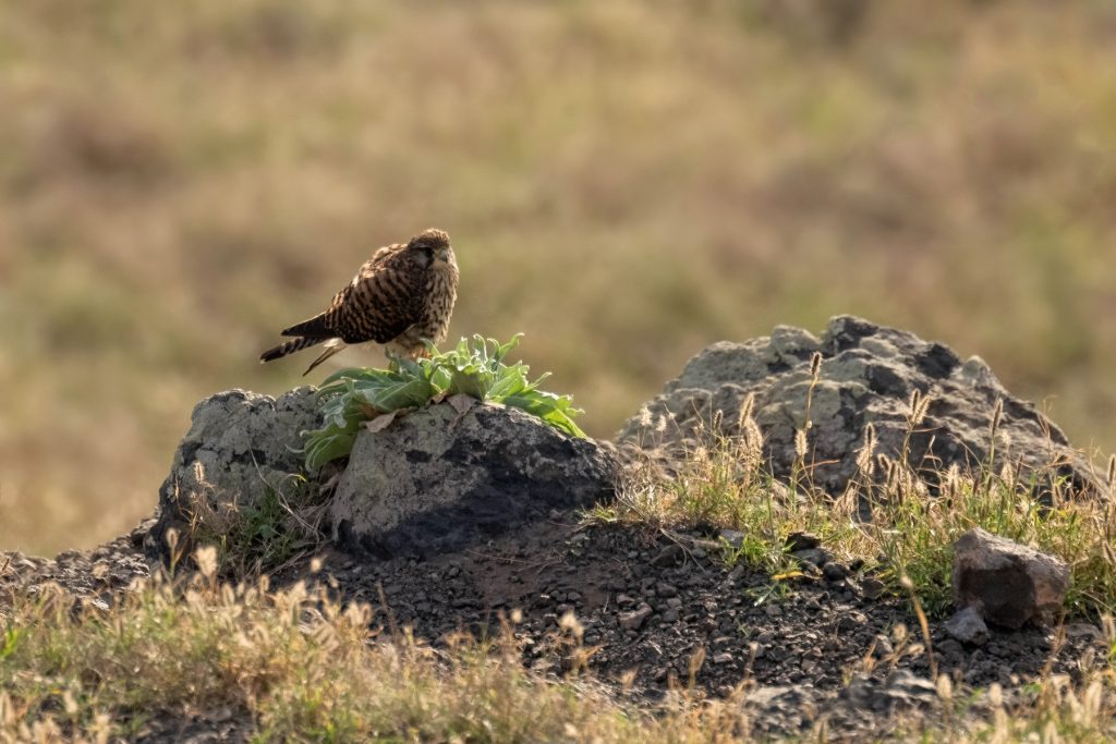 Madeira Kanarischer Turmfalke