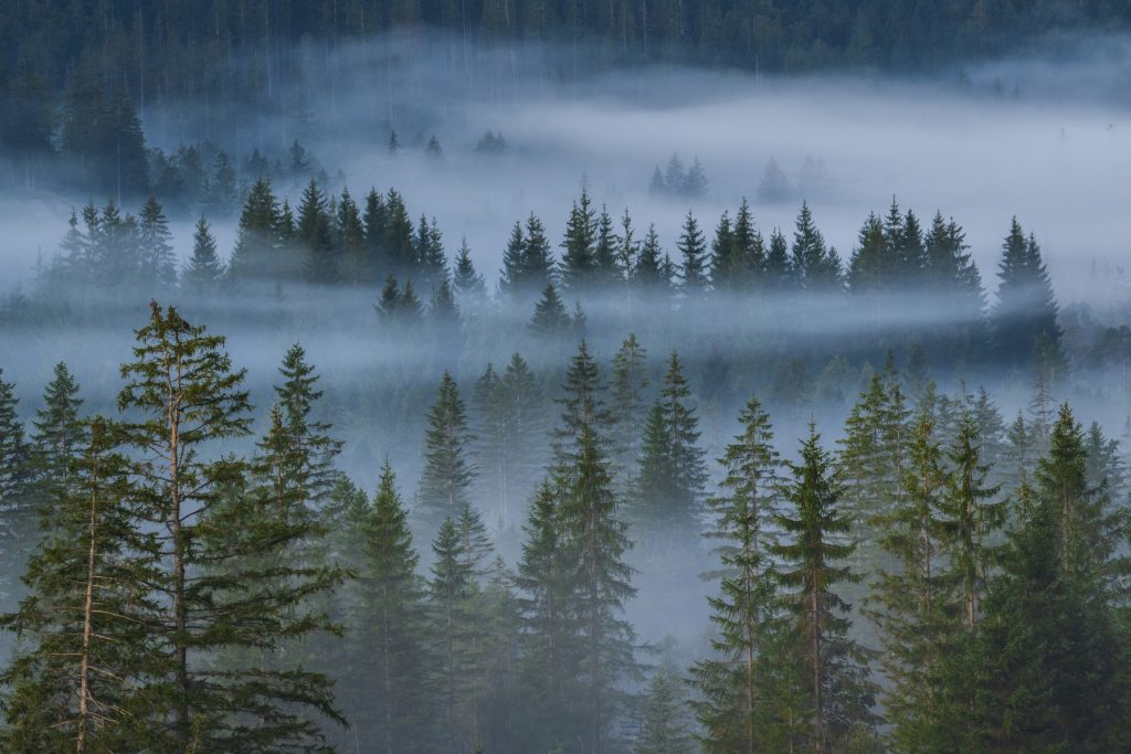 Bayerische Alpen Waldfotografie