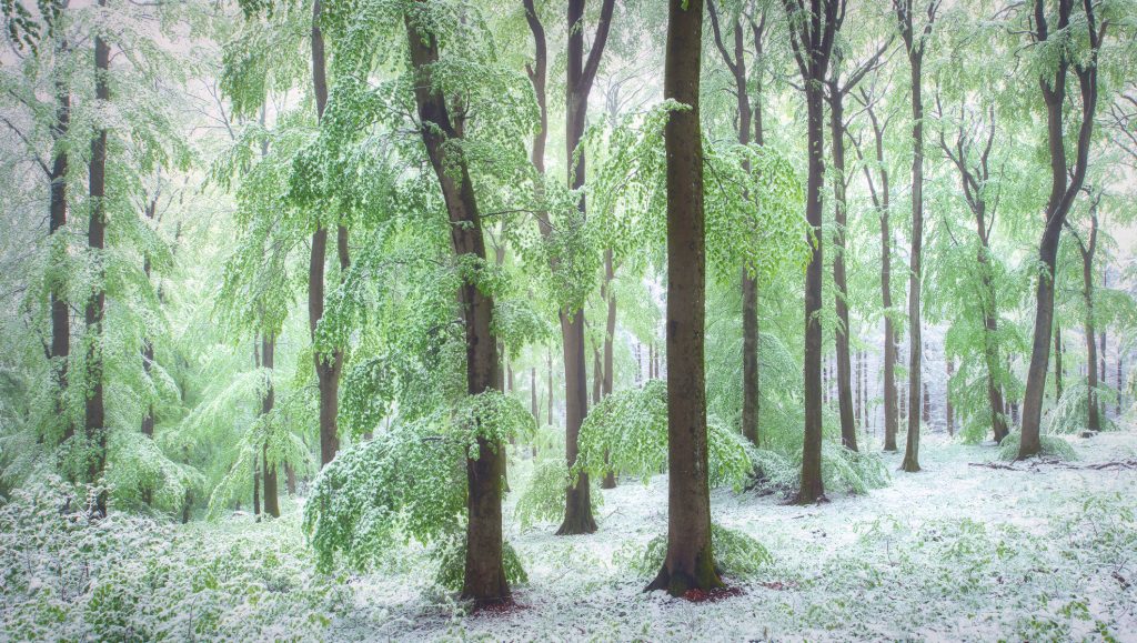 Frühling Wald Wintereinbruch