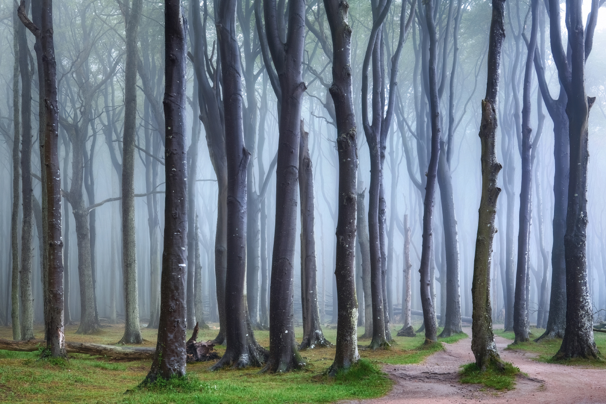 Gespensterwald Nienhagen Nebel Gespensterwald Nienhagen Nebel