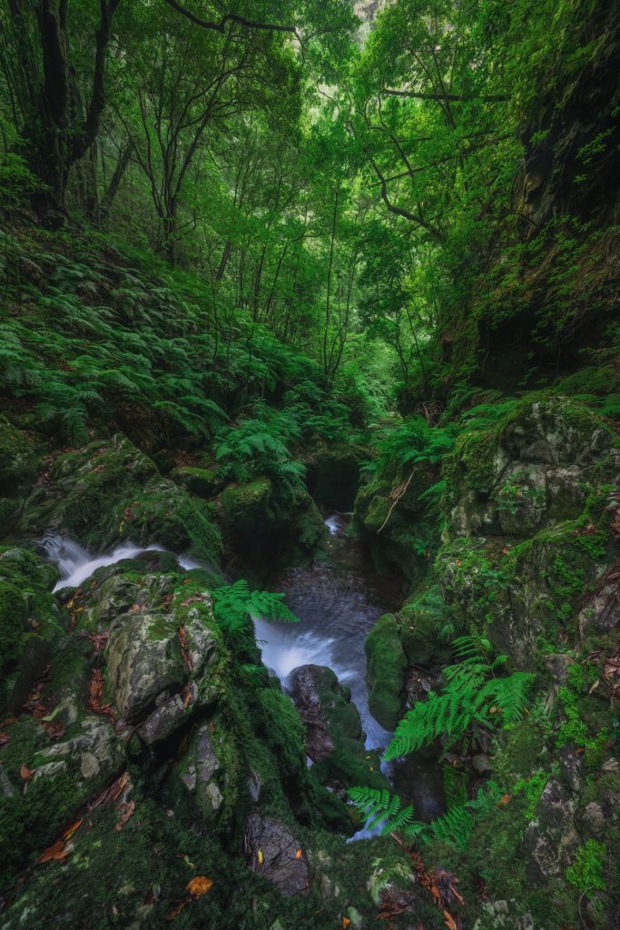 Madeira Bach Wasserfall (1)