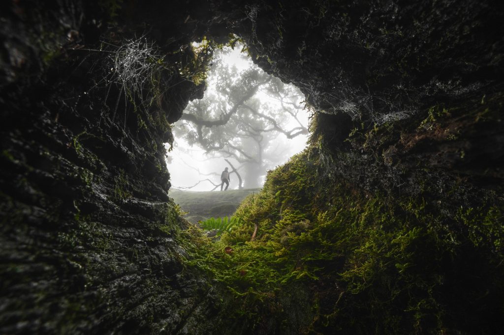 Madeira Fanal Lorbeerwald (1) Madeira Fanal Lorbeerwald (1)