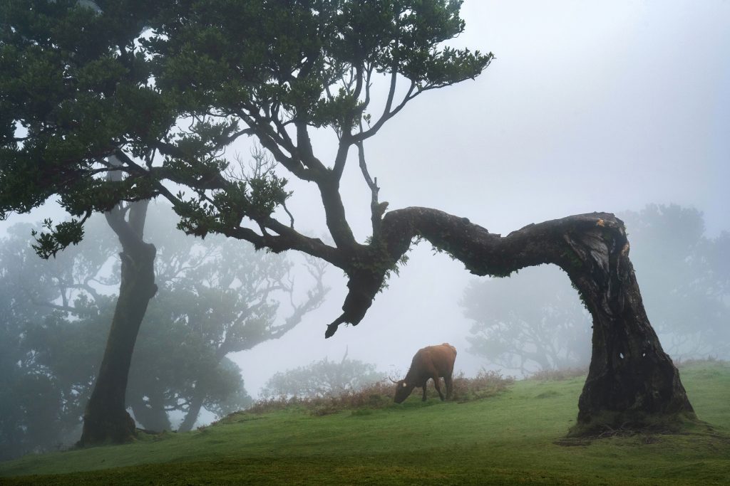 Madeira Fanal Lorbeerwald (11) Madeira Fanal Lorbeerwald (11)