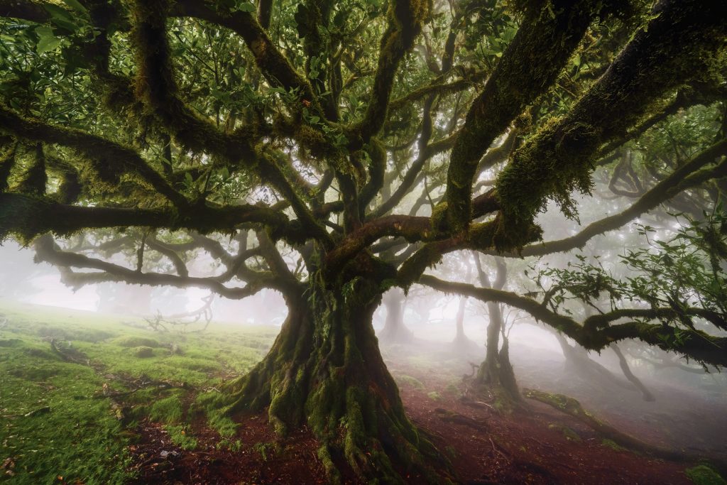Madeira Fanal Lorbeerwald (13) Madeira Fanal Lorbeerwald (13)