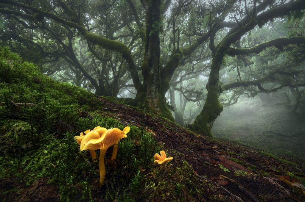 Madeira Pilze Pfifferlinge