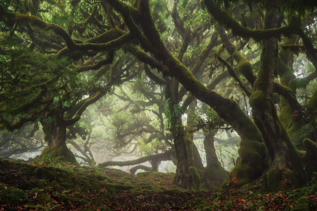 Madeira Lorbeerbäume