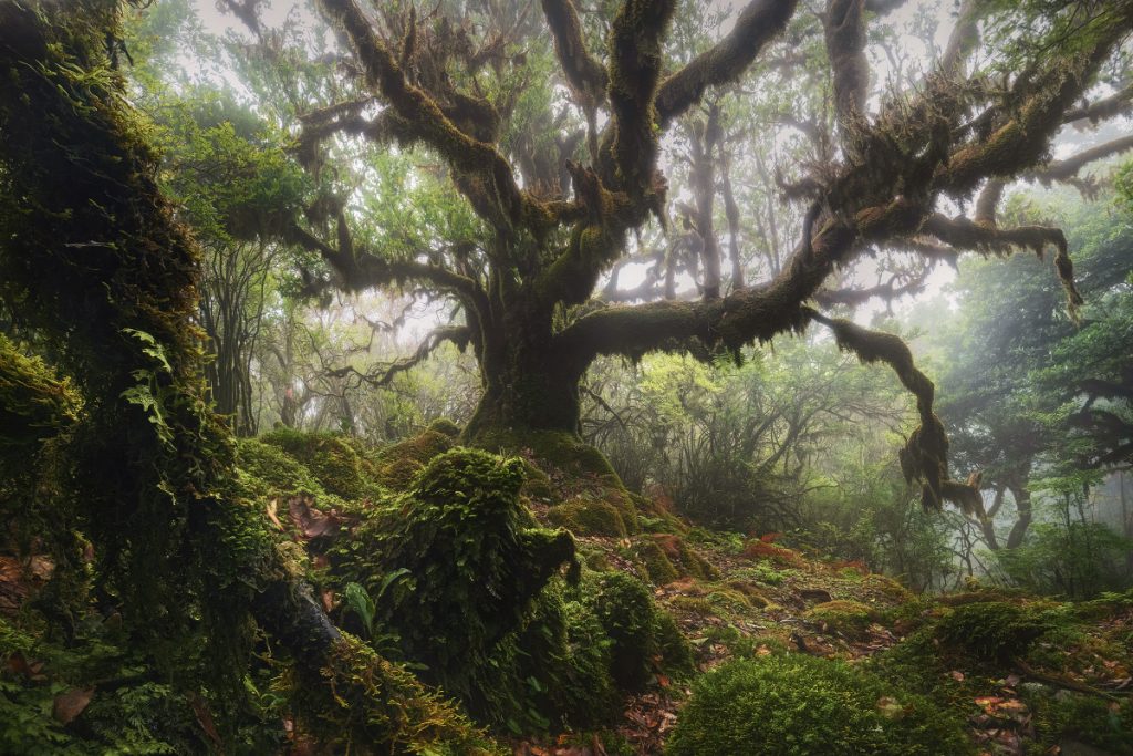 Madeira Wald Nebel Nebelwald